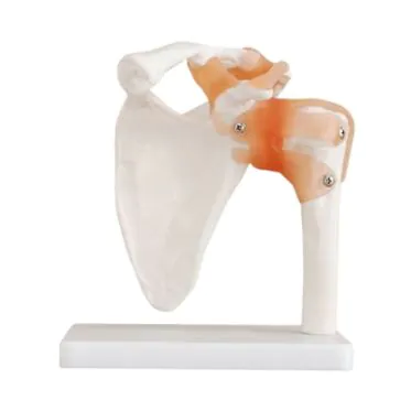 Articulação do ombro tamanho real PVC com base - Clone