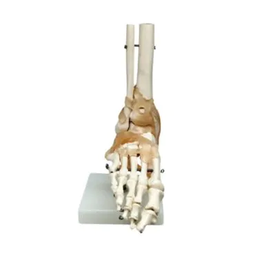 Articulação do pé c/ligamentos tamanho real pvc - Clone