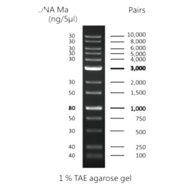 Marcador de peso molecular DNA 1Kb FASTGENE 50ug/500uL Nippon Genetics